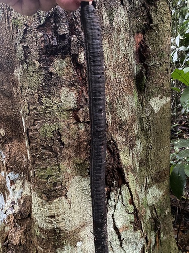 Foto de Canafístula