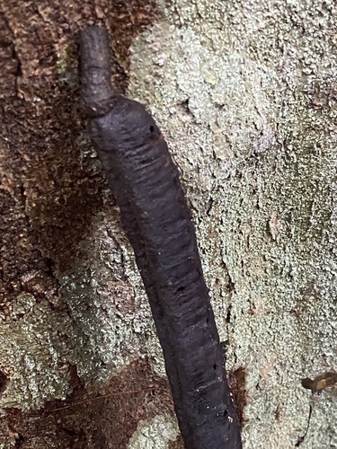 Foto de Canafístula