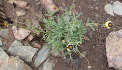 Osteospermum monstrosum