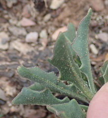 Osteospermum monstrosum