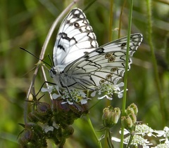 Melanargia arge