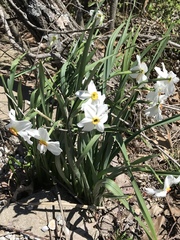 Narcissus poeticus