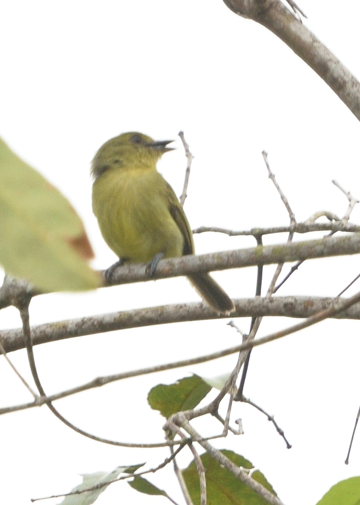 Olive-faced Flatbill