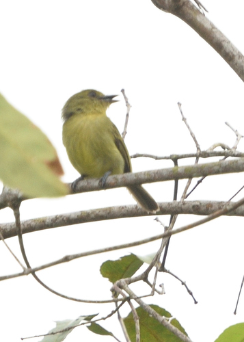 Olive-faced Flatbill