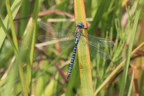 Southern Migrant Hawker, Strand en Duin, Hoek van Holland, Nederland, photo 10 of 10