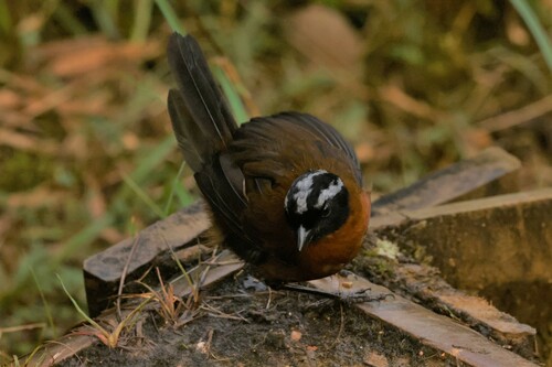 Tanager Finch (Oreothraupis arremonops), photo 10