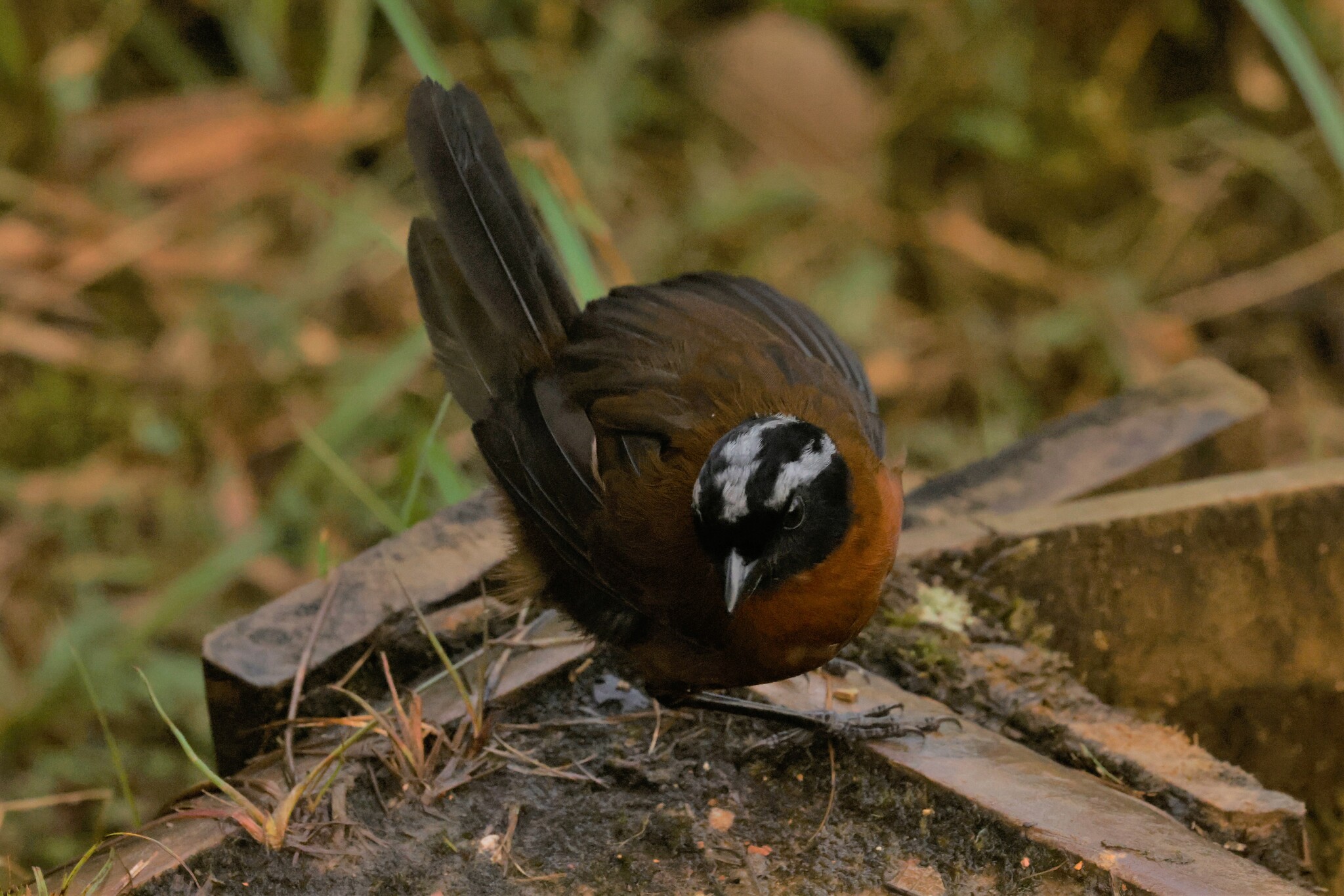 Tanager Finch (Oreothraupis arremonops), photo 6