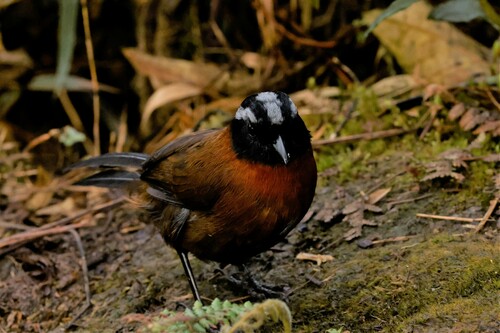 Tanager Finch (Oreothraupis arremonops), photo 5