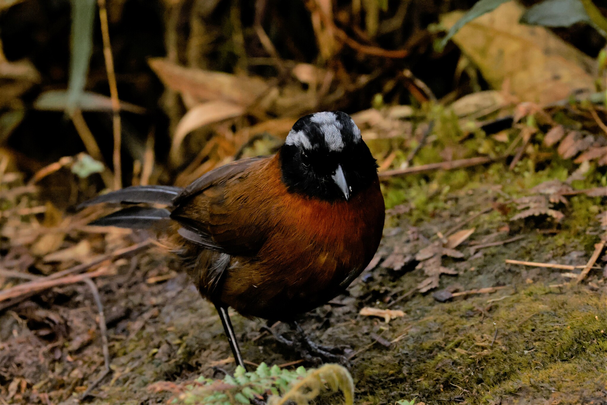 Tanager Finch (Oreothraupis arremonops), photo 5