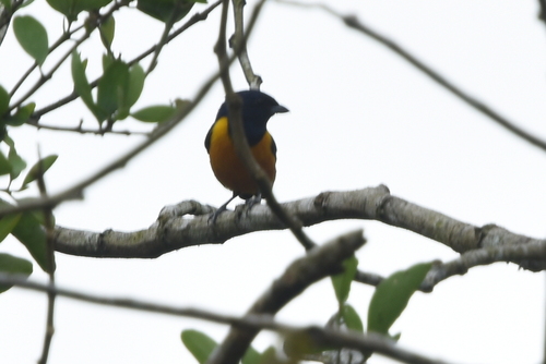 Rufous-bellied Euphonia (Euphonia rufiventris), photo 8