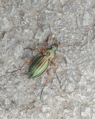 Carabus auratus