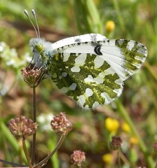 Euchloe ausonia