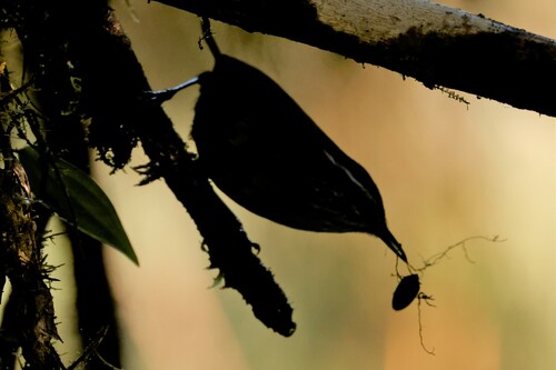Munchique Wood Wren (Henicorhina negreti), photo 4