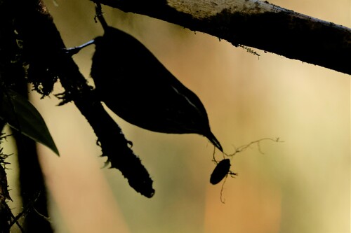 Munchique Wood Wren (Henicorhina negreti), photo 5