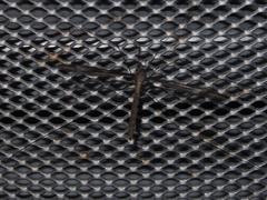Tipula nova