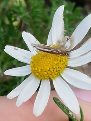 Isophrictis lineatellus