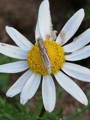 Isophrictis lineatellus