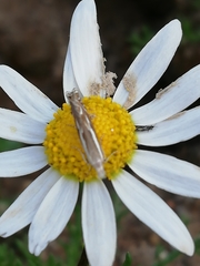 Isophrictis lineatellus