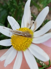 Isophrictis lineatellus