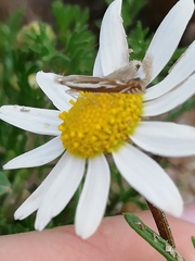 Isophrictis lineatellus