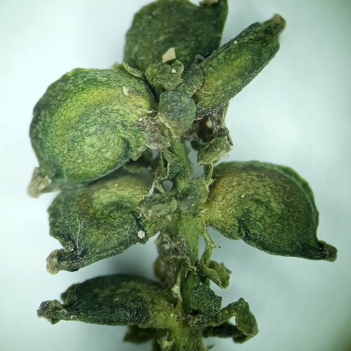 Potamogeton compressus iNat (3)