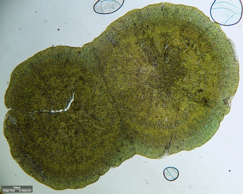 Coleochaetophyceae
