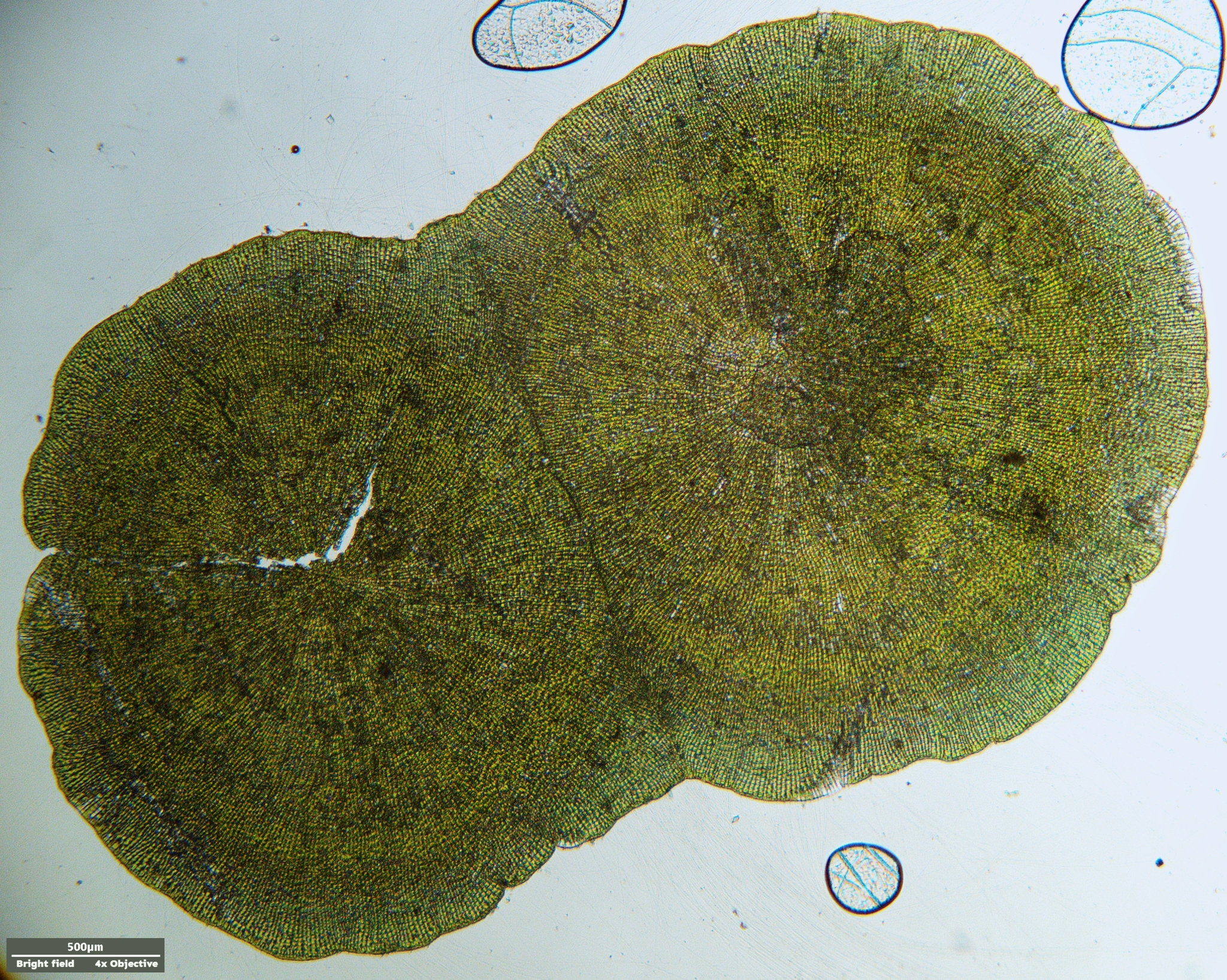 Coleochaetophyceae