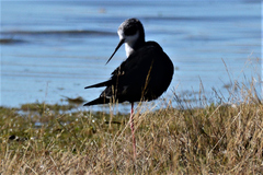 Himantopus novaezelandiae