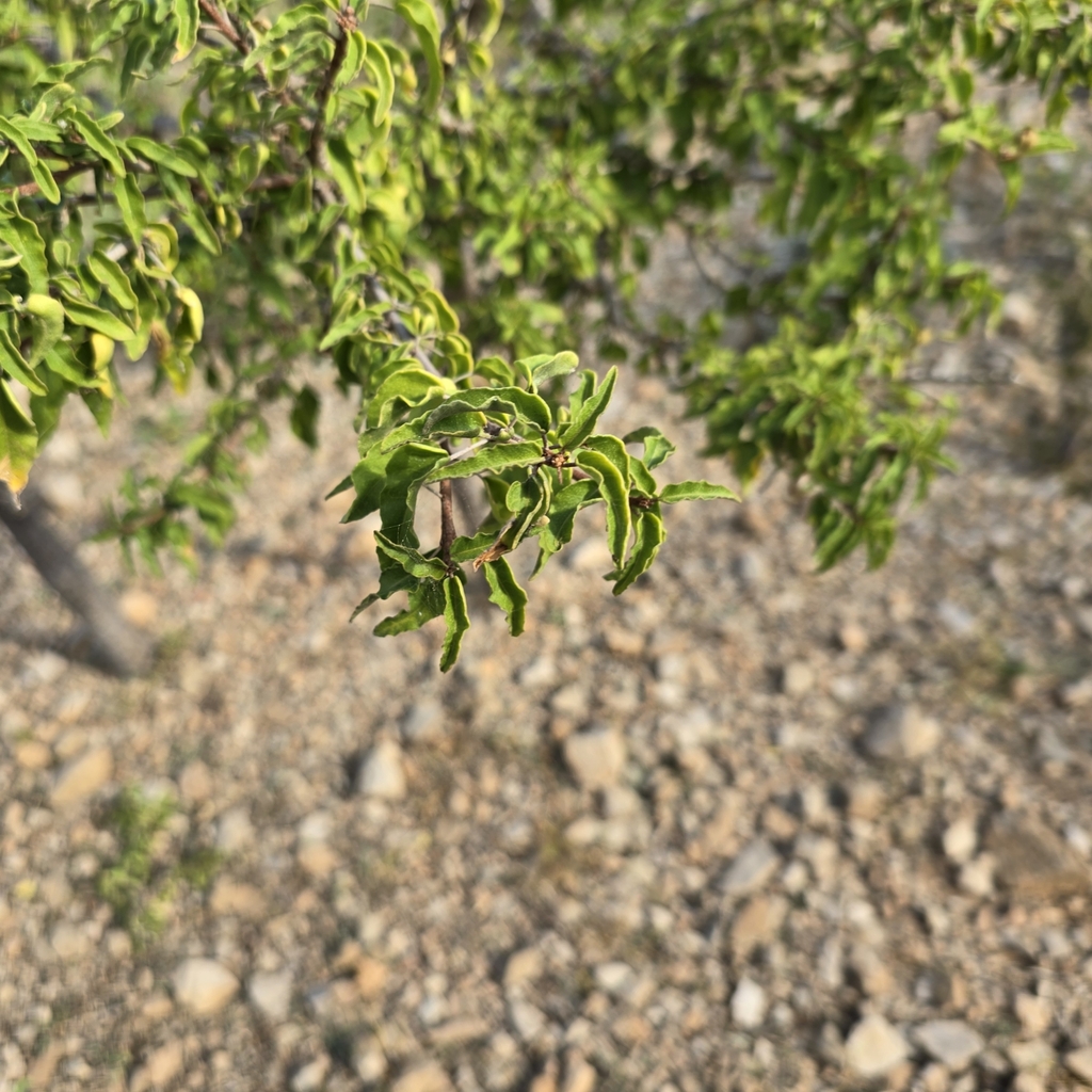 Croton socotranus from Hadibu, Yemen on February 15, 2024 at 09:05 AM ...