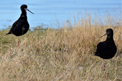 Himantopus novaezelandiae