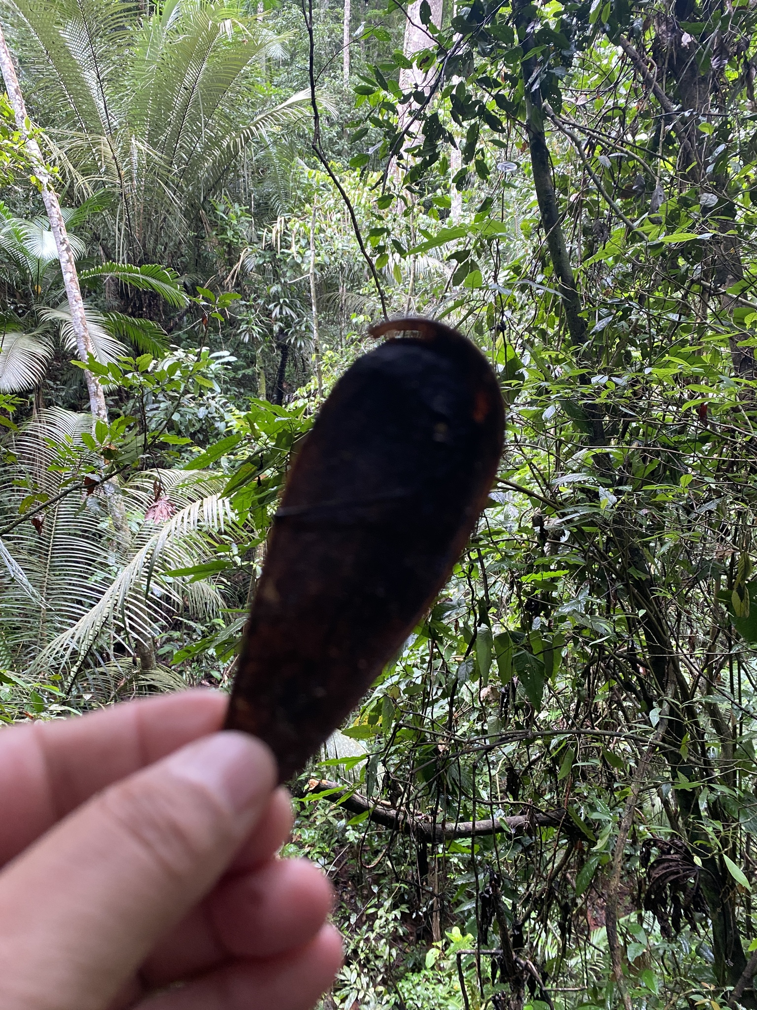 Imagem de Guapuruvu