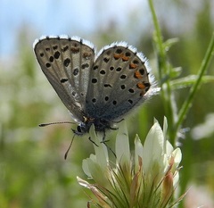Pseudophilotes baton