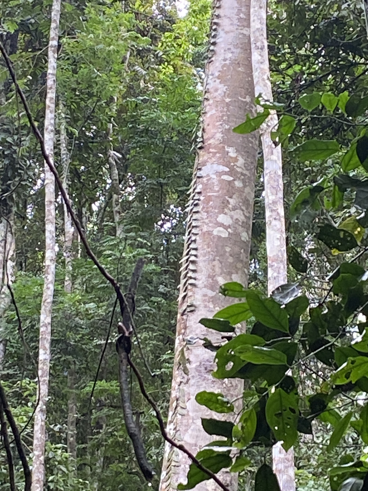 Imagem de Guapuruvu