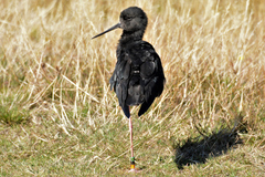 Himantopus novaezelandiae