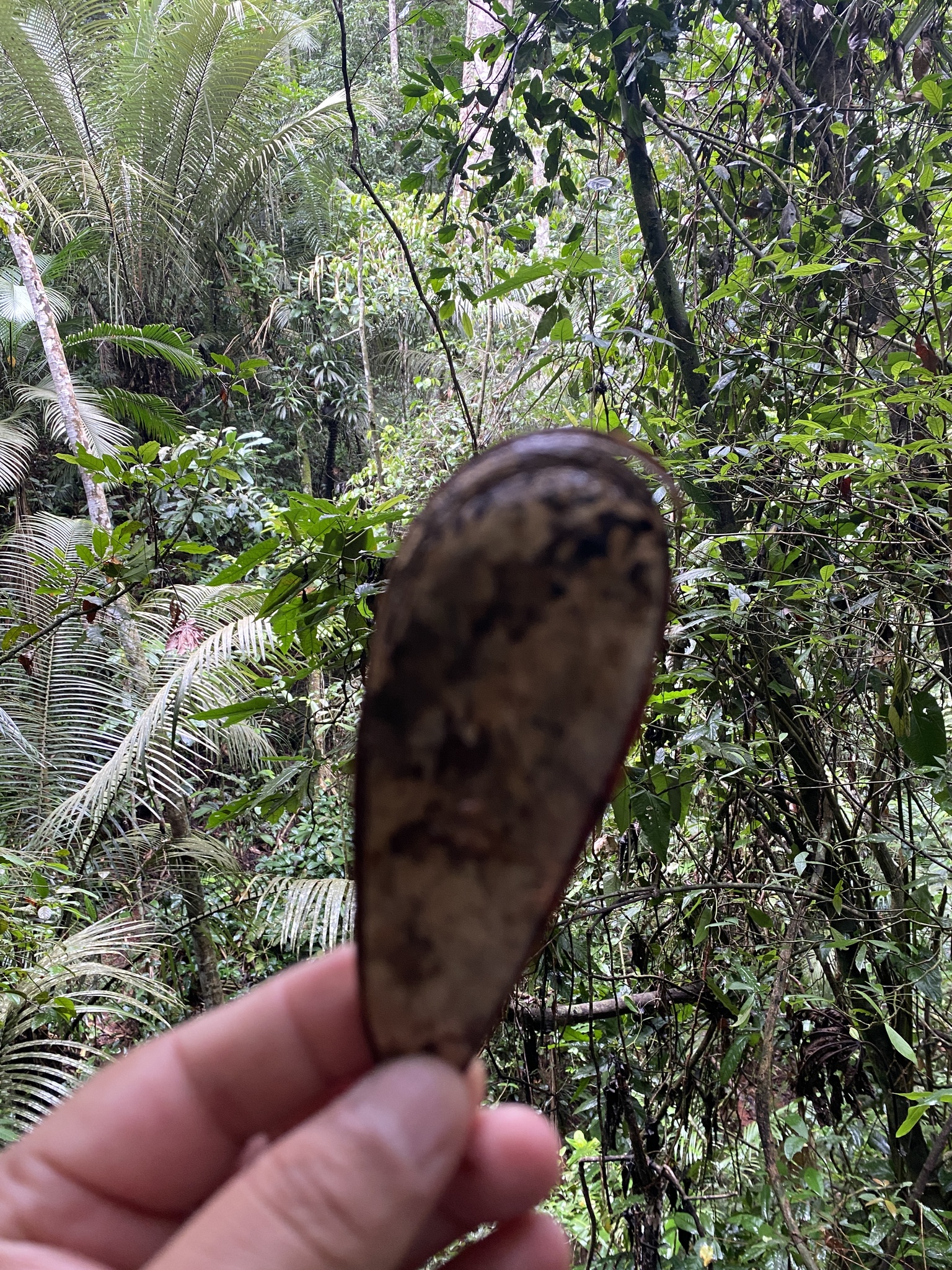 Imagem de Guapuruvu