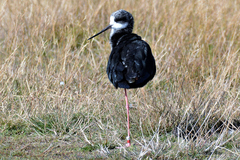 Himantopus novaezelandiae