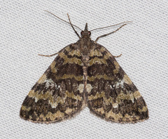 Hydriomena speciosata