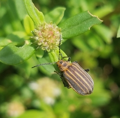 Neolochmaea dilatipennis