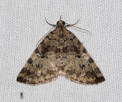 Hydriomena speciosata