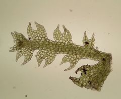 Fuscocephaloziopsis lunulifolia