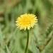 Common Dandelions - Photo (c) lonnyholmes, some rights reserved (CC BY-NC), uploaded by lonnyholmes