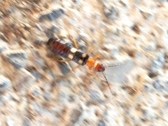 Forficula smyrnensis