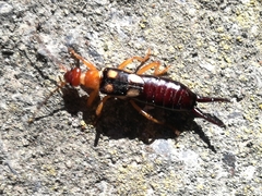 Forficula smyrnensis