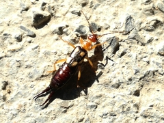 Forficula smyrnensis