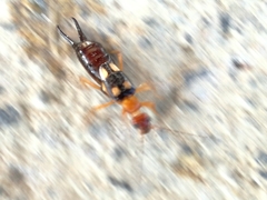 Forficula smyrnensis