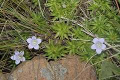 Craterocapsa tarsodes