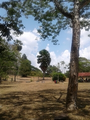 Corypha umbraculifera
