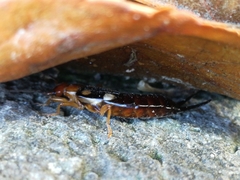 Forficula smyrnensis