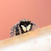 Minute Jumping Spider - Photo (c) Buddy, some rights reserved (CC BY-NC), uploaded by Buddy