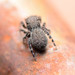 Minute Jumping Spider - Photo (c) Buddy, some rights reserved (CC BY-NC), uploaded by Buddy